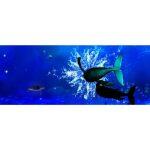 3D Système Holographique Interactif pour l' Ιntérieur – Image 10