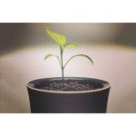 Botanium Pot de Fleur Hydroponique avec Arrosage Automatique et Cultivation sans Sol – Image 4